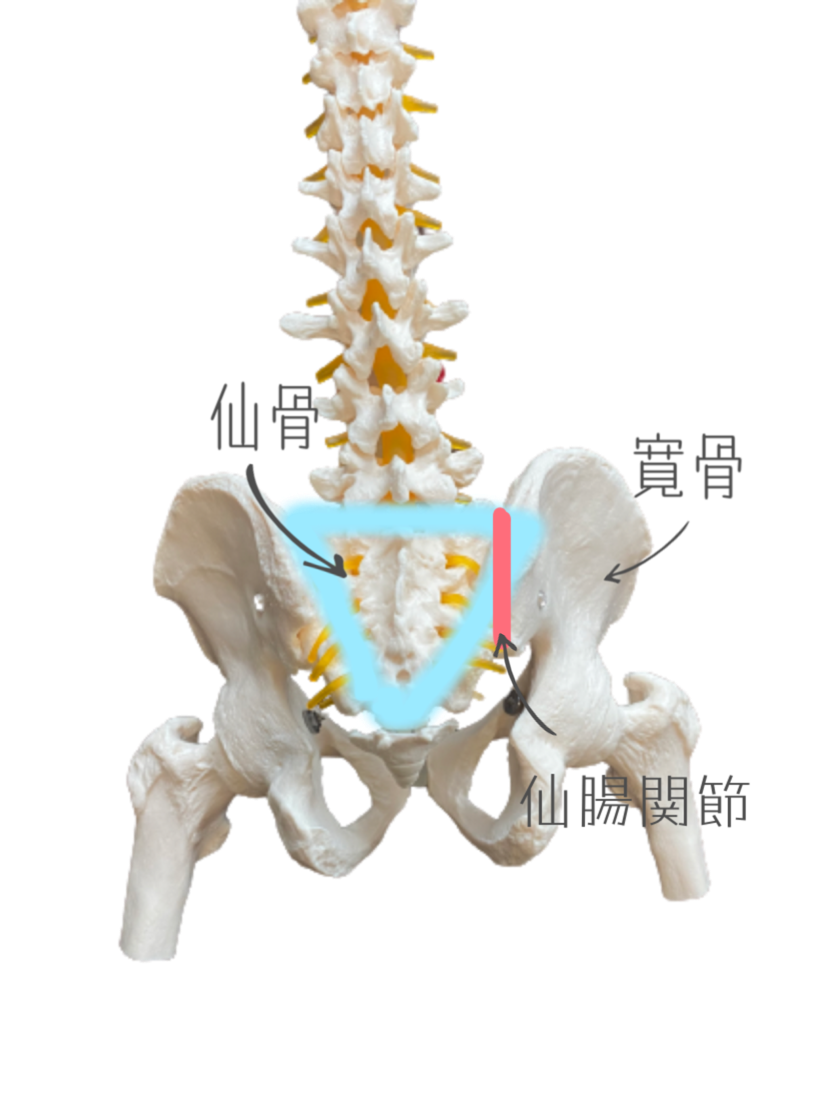 仙骨の歪みについて