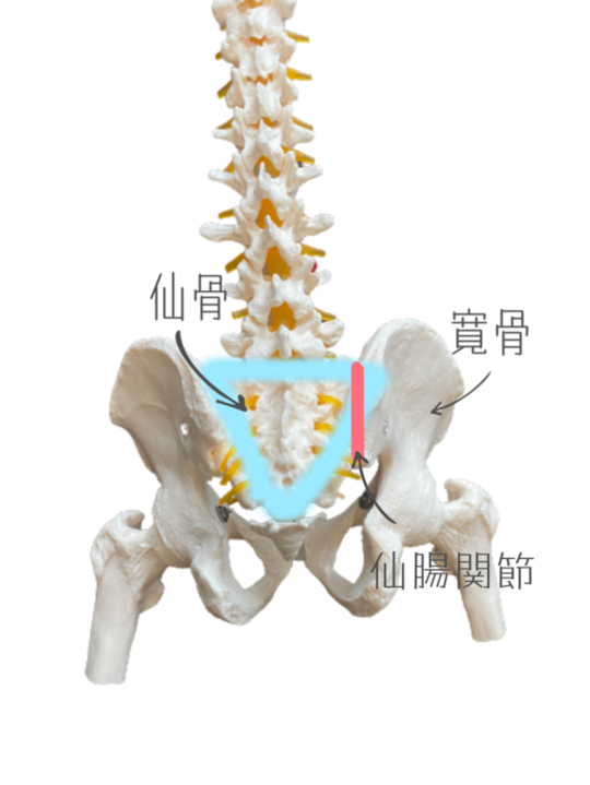 仙骨の歪みについて