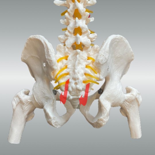 仙骨後傾(伸展)