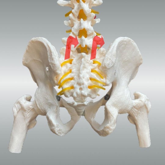 仙骨前傾(屈曲)