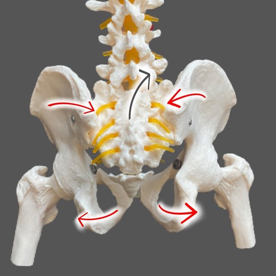骨盤の歪みについて